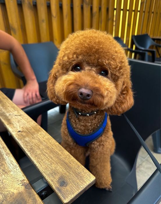 Вязка той пудель ред браун