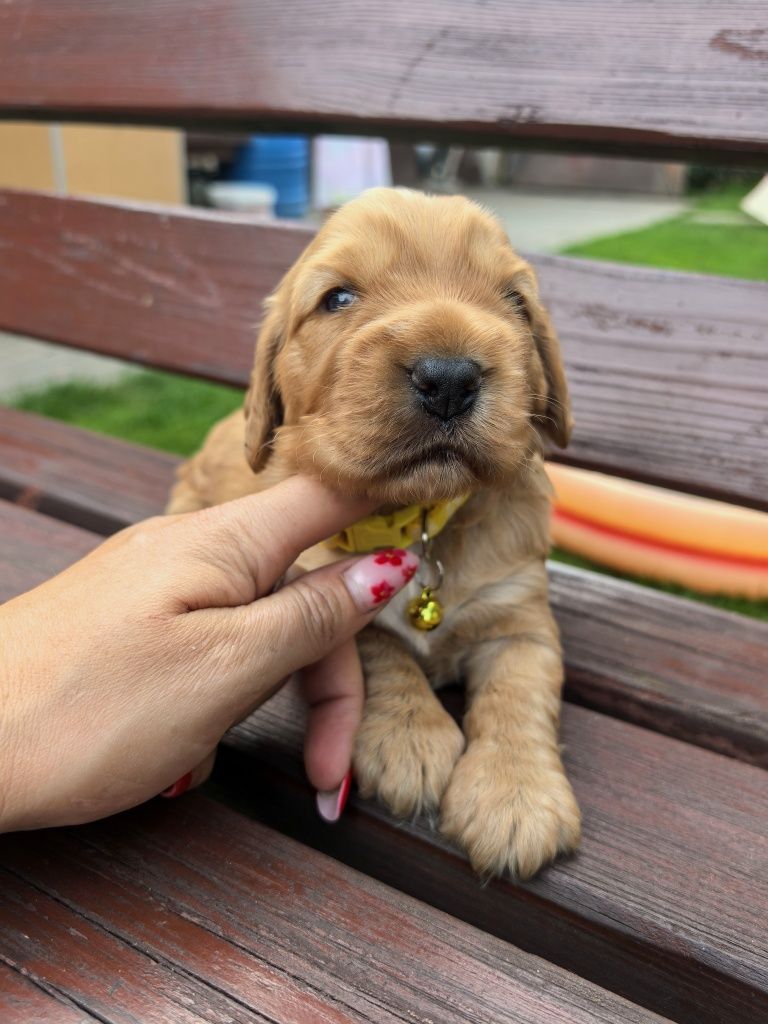 Śliczny szczeniak cocker spaniel