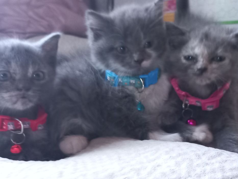 Котенята 2 місяці (2дівчинки і 1 хлопця)