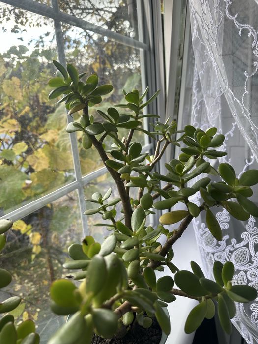 Крассула, денежное дерево