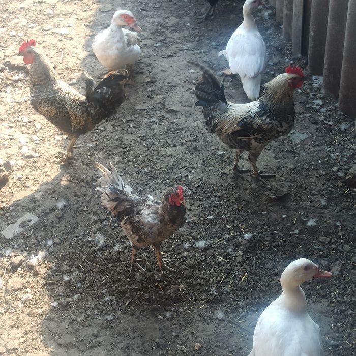 Петух рабочий яичной породы