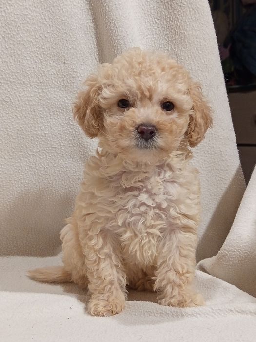 Шикарная Девочка пудель