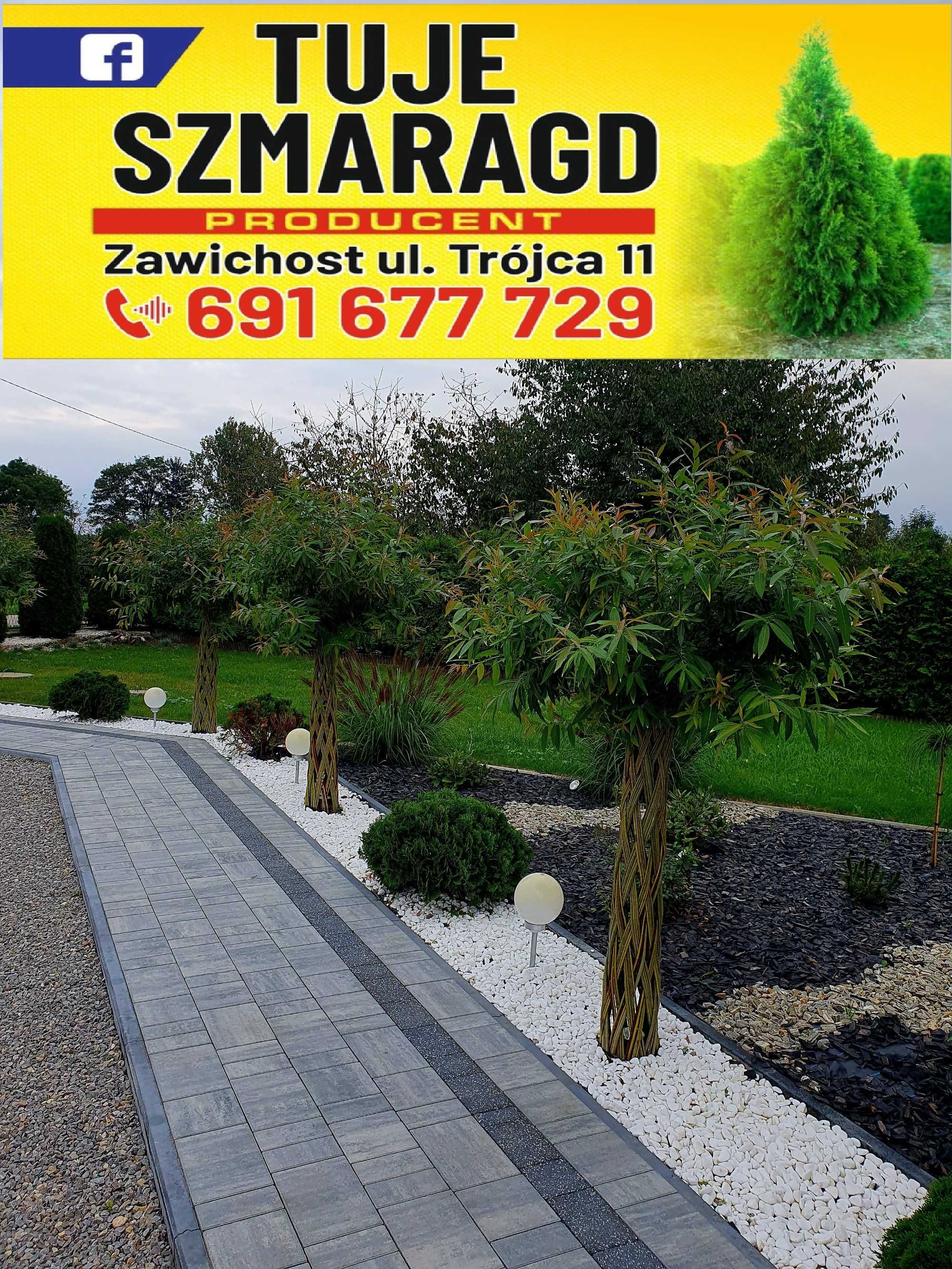 Wierzba pleciona Salix Americana 100cm Polska palma