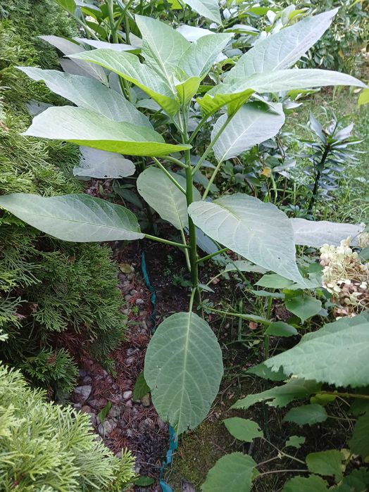 Datura,Burgmansja,rozsady