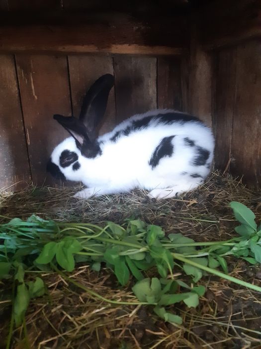 Króliki srokacz niemiecki