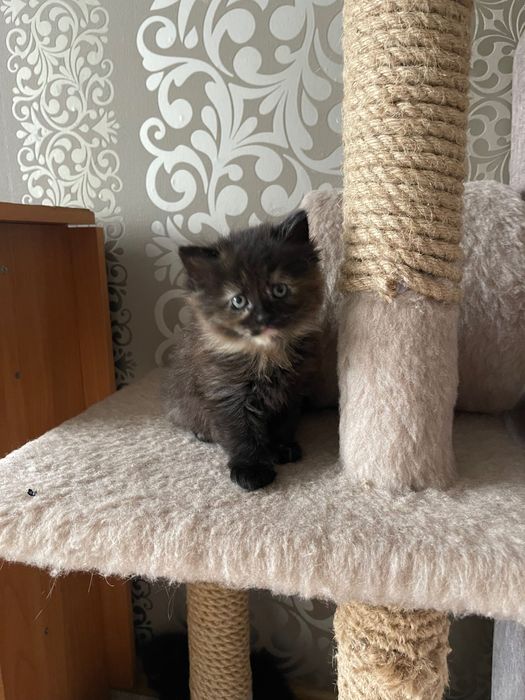 Кошенята британці