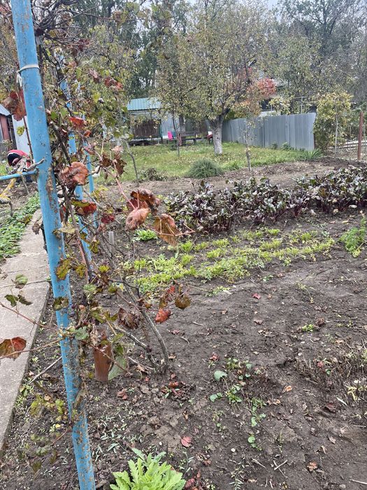 Продам дачу на березі Дністра (за с.Устя)