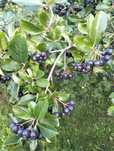 Aronia Tegoroczna