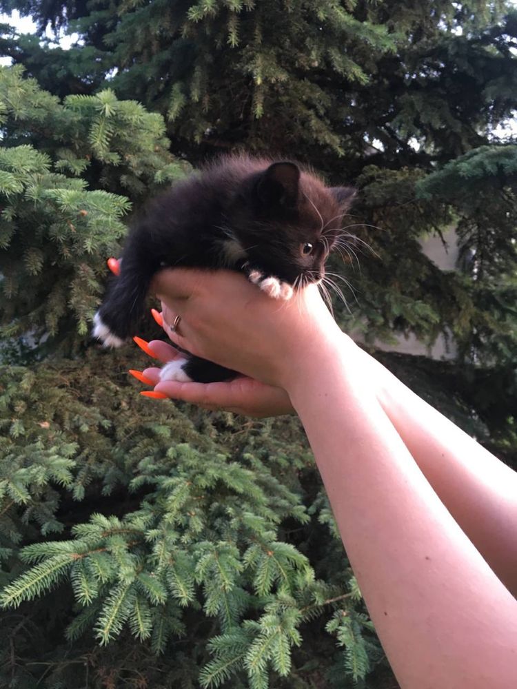 Відамо кошенят в добрі руки. Безкоштовно