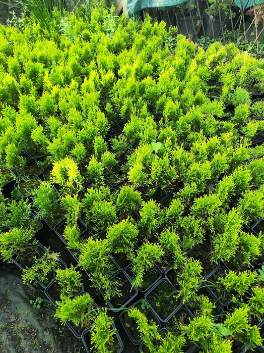 Tuja szmragd / gold sadzonki ok 17 cm p9