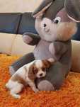 Cavalier King Charles Spaniel suczka