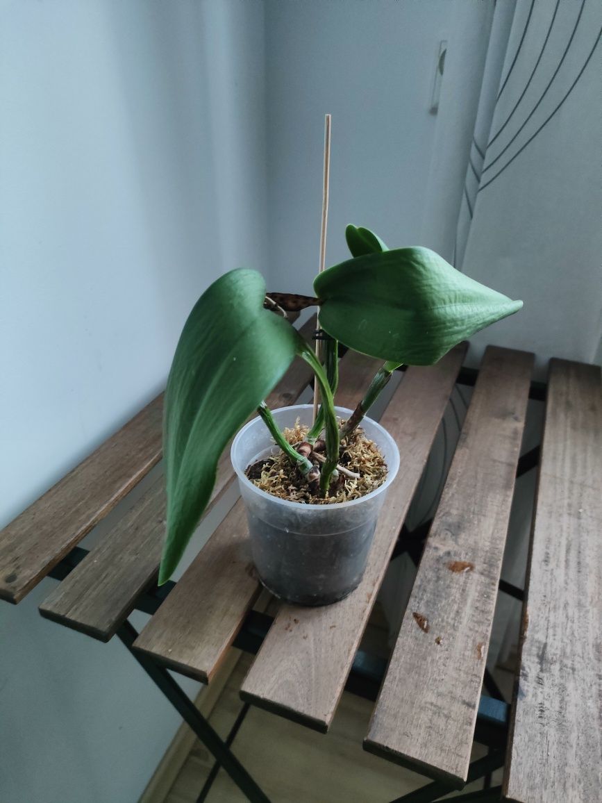 Storczyk Cattleya
