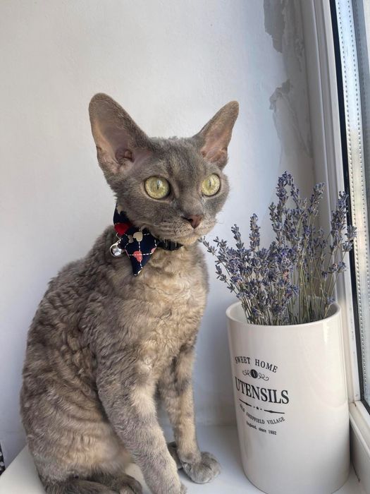 Віддам кота Девон-Рекс  в хороші руки