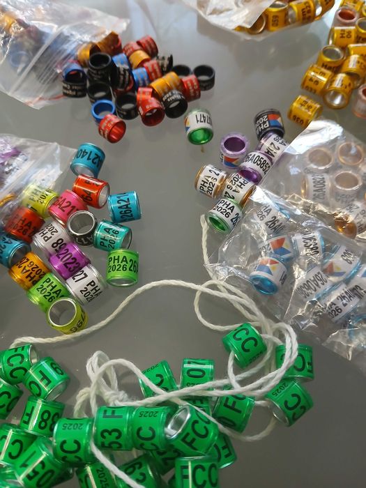 Obrączki dla gołębi pocztowych 2026