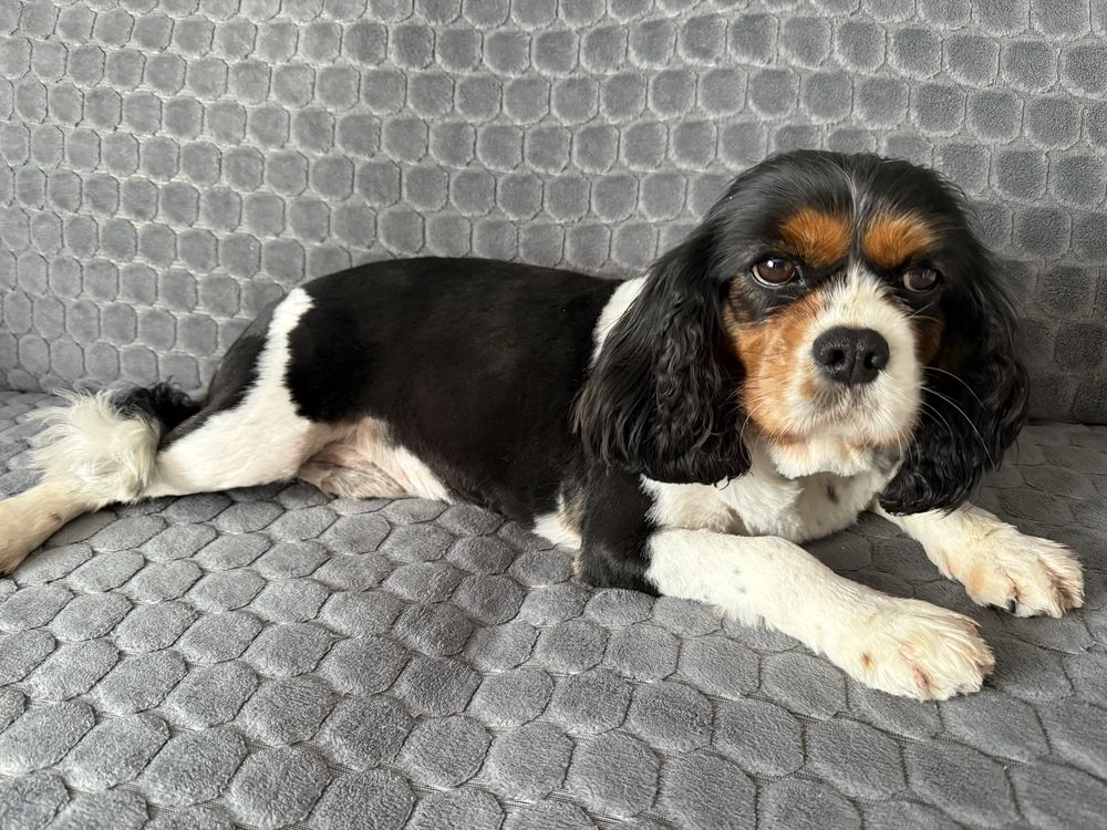 Suczka Cavalier King Charles Spaniel