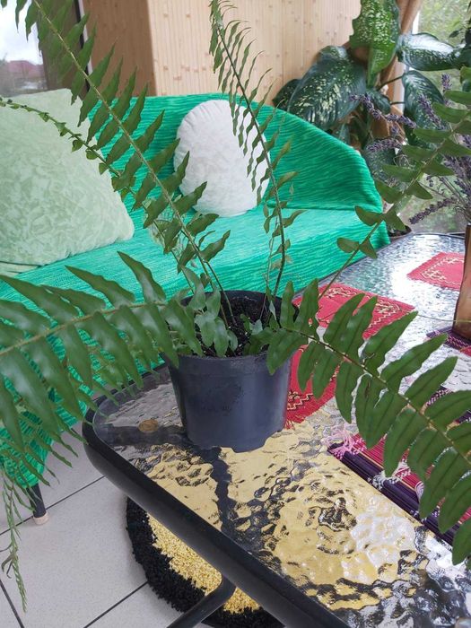 Продам молоді паростки папороті