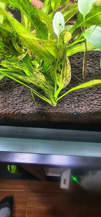Echinodorus red planta aquario