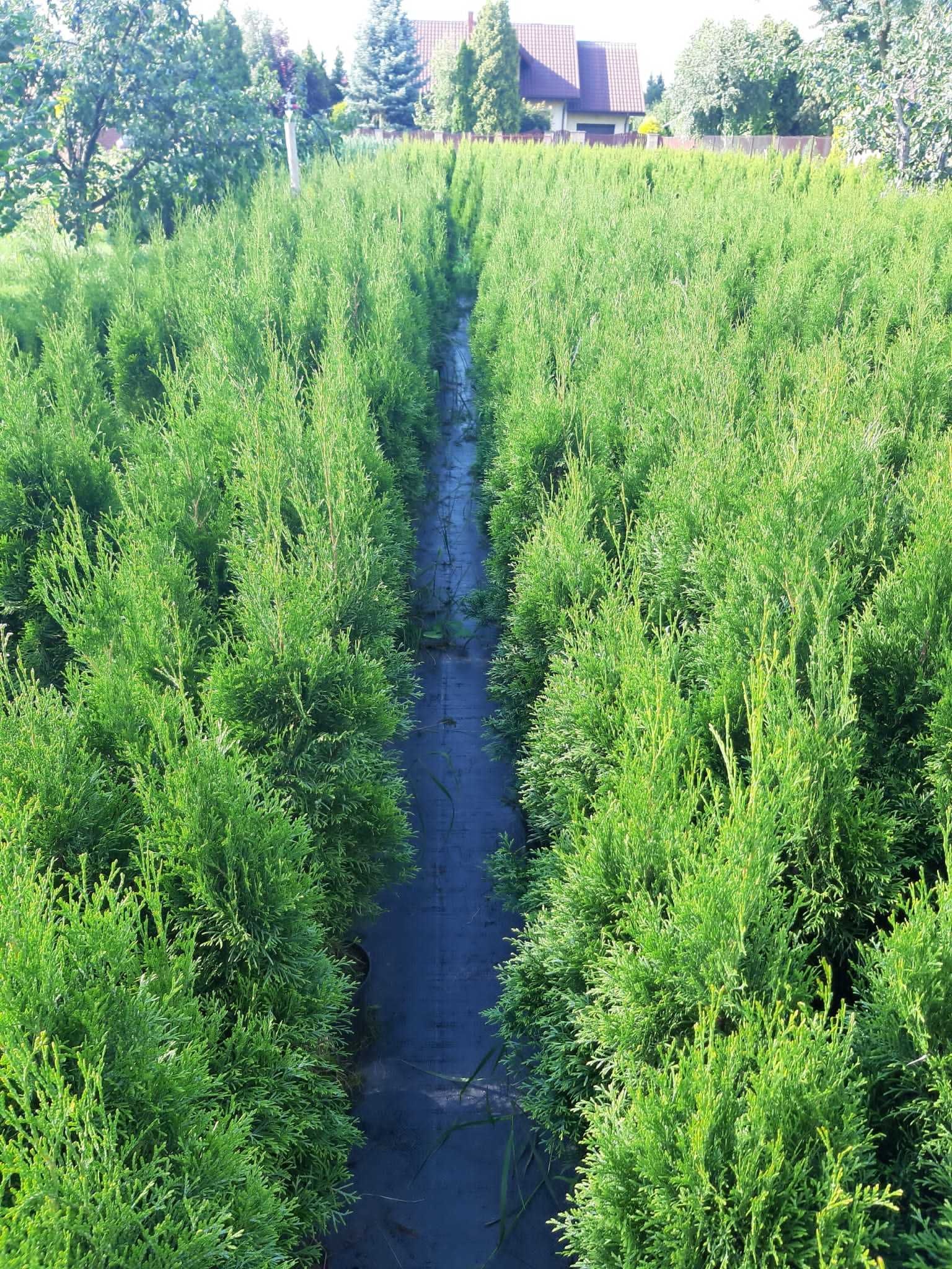 Tuja Tuje Szmaragd Busko-Zdrój 120 -130 cm z gruntu, Żywopłot 22zł