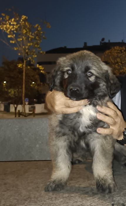 Cão serra da estrela