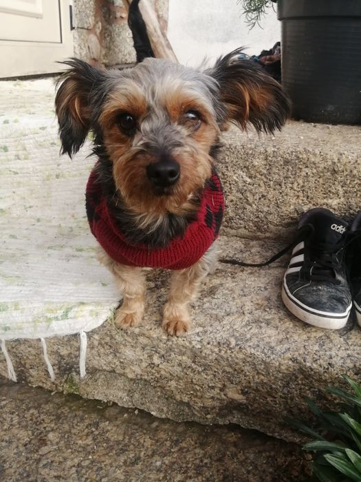 CÃO de raça yorhire terrier com 6 meses..