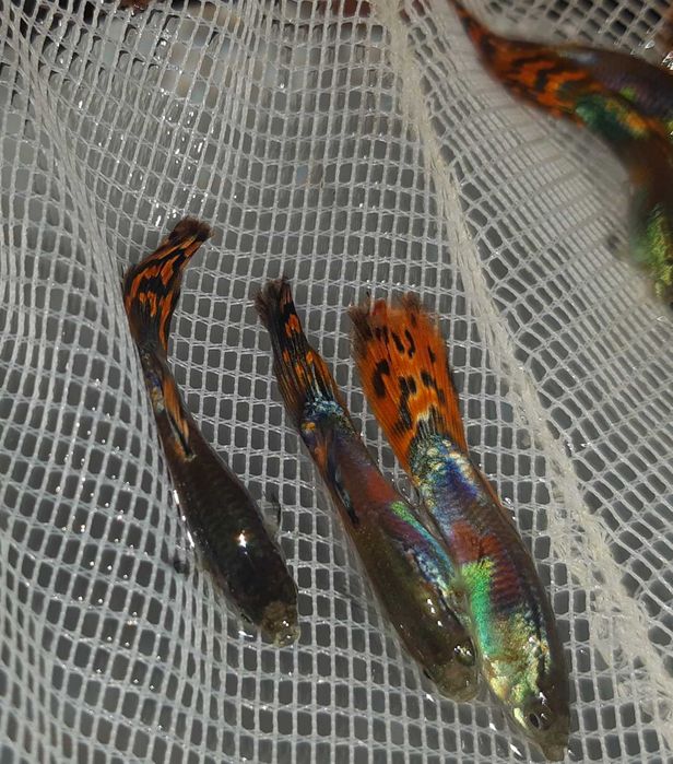Gupik odmiana RED MOSAIC TAIL - Poecilia reticulata - dowóz