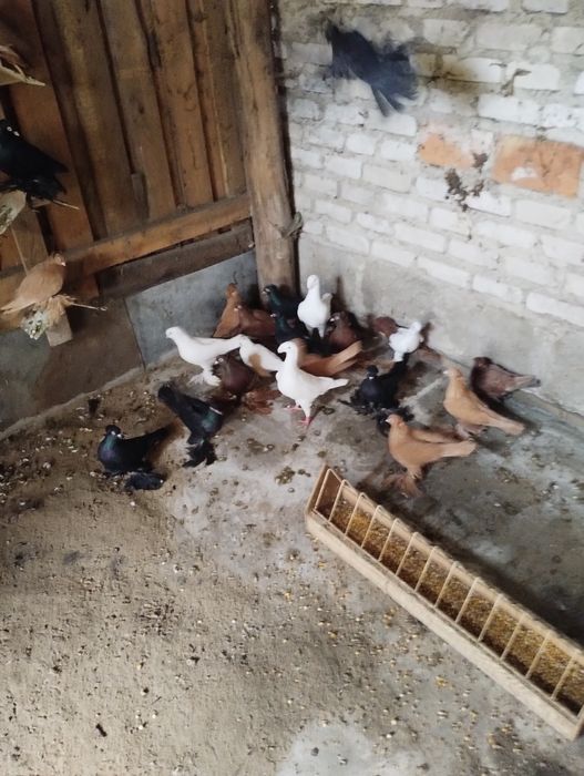 Sprzedam gołębie wywrotki