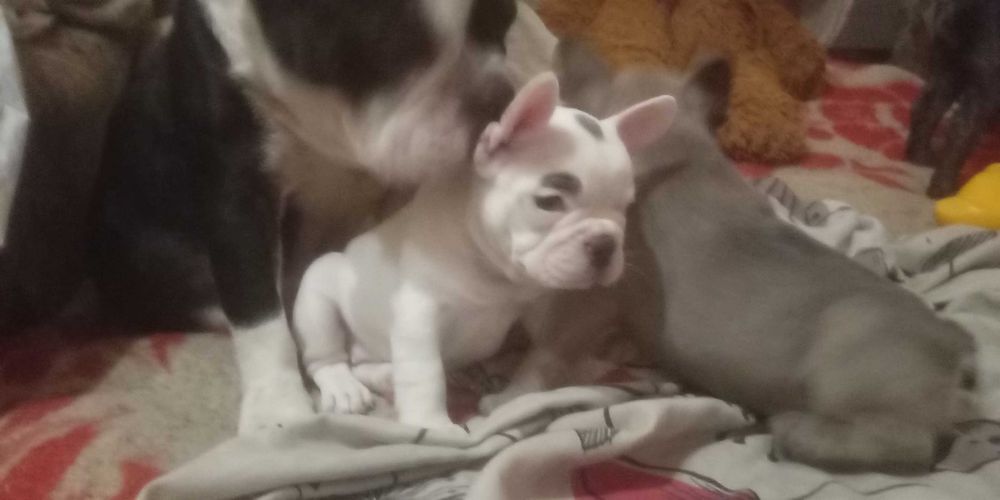 Щенки ФранцузскогО БульдогА