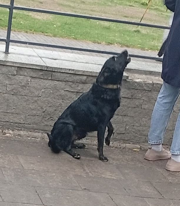 Замечена собака Хортицкий