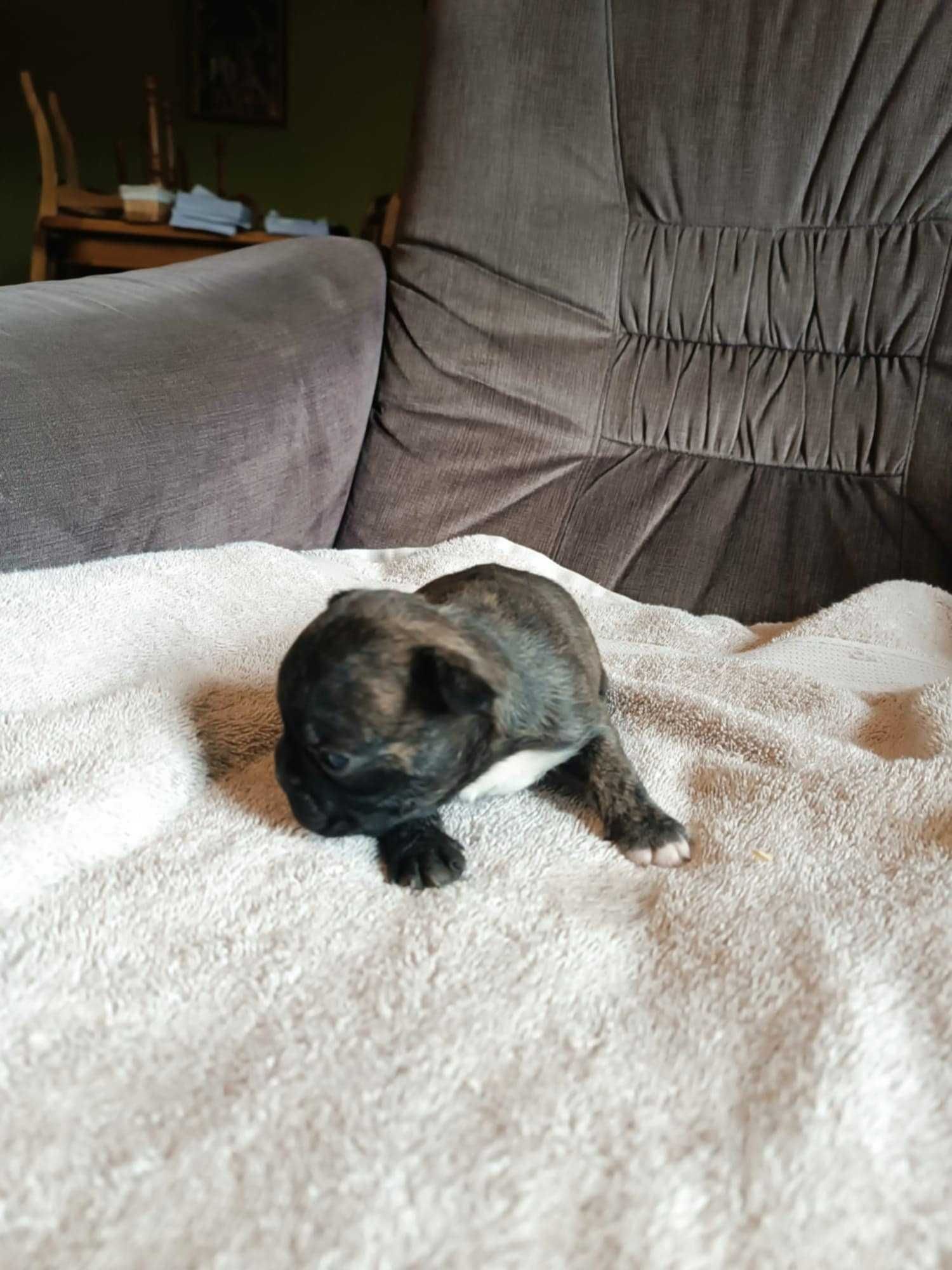 Buldog francuski