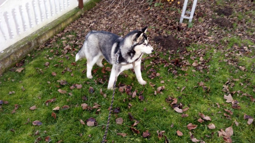 Husky-szczeniak suczka