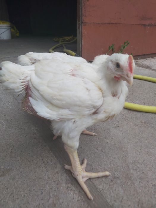 Підрощений бройлер Кобб 500 3,5 тиж