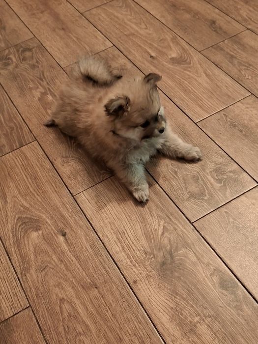 Pomeranian szpic miniaturowy