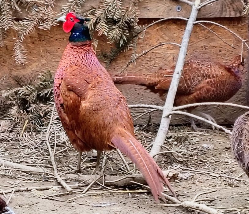 Bażanty  łowne , mongolskie