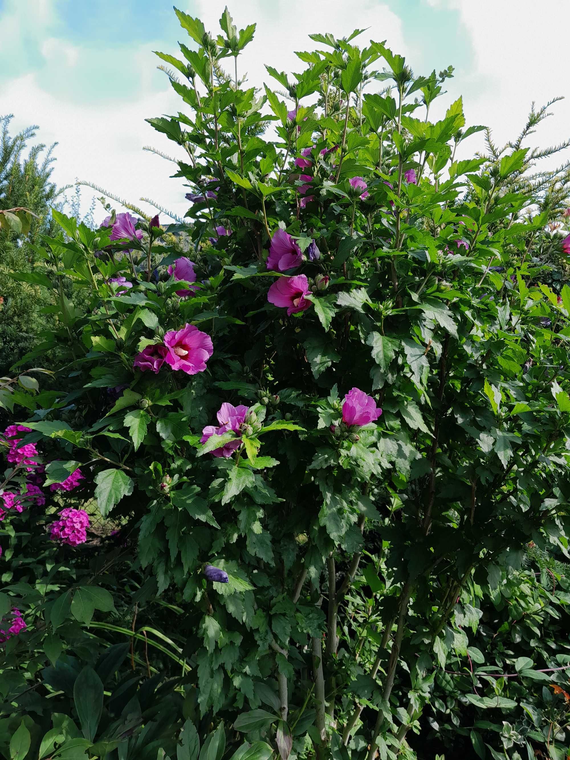 Ketmia hibiskus japoński