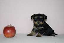 Yorkshire terrier NIKO piesek