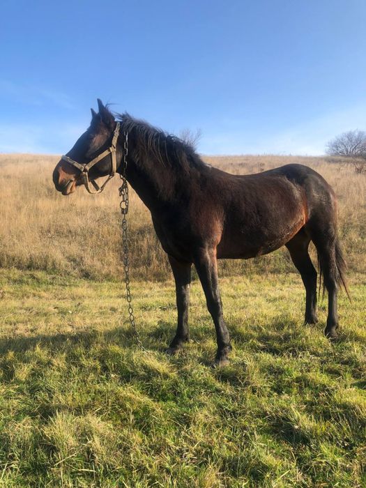 Продам робочу кобилу