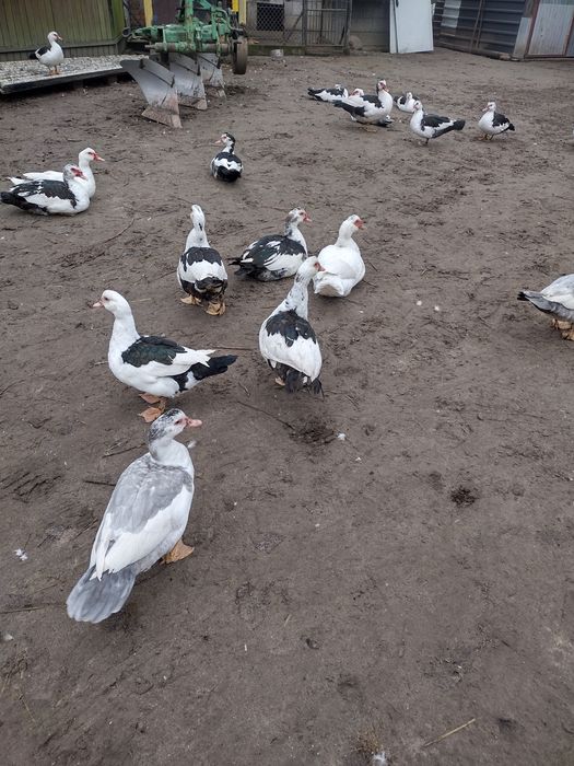 Sprzedam kaczki pekinki