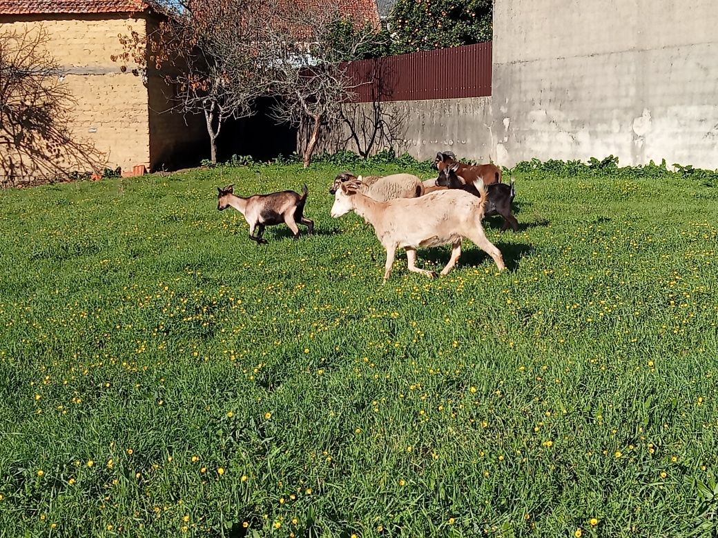 Cabras anãs machos para ceder