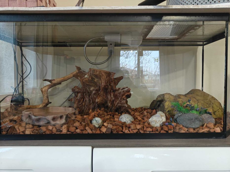 Wąż zbożowy samiec+ terrarium z wyposażeniem