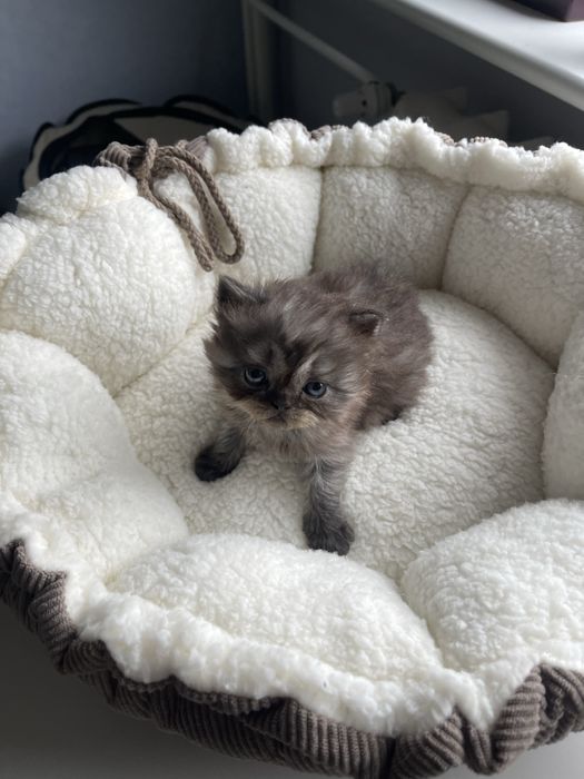 Kot perski pers perskiego persa RODOWÓD samiec