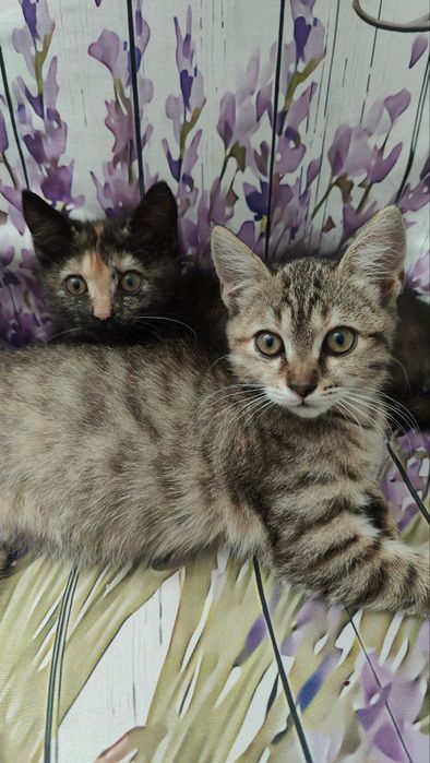 Віддам кошенят в люблячу родину