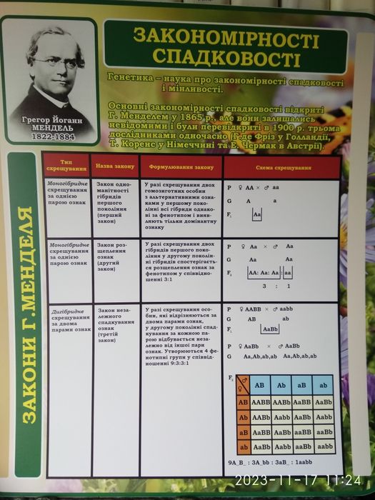 Стенд у кабінет біології Закони Менделя