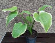 Hosta Sunshine Glory