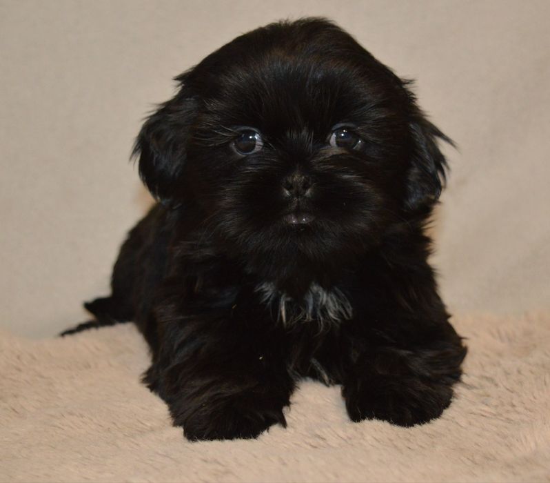 Shih tzu ostatnia czarna suczka