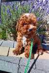 Piesek Maltipoo, badania