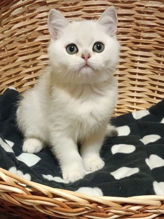 Плюшеве ведмежатко