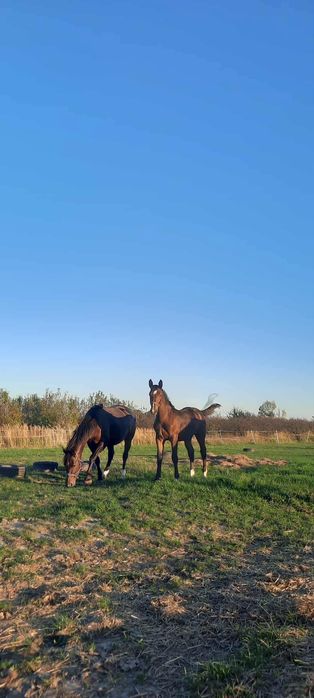 Klacz Śląska na sprzedaż