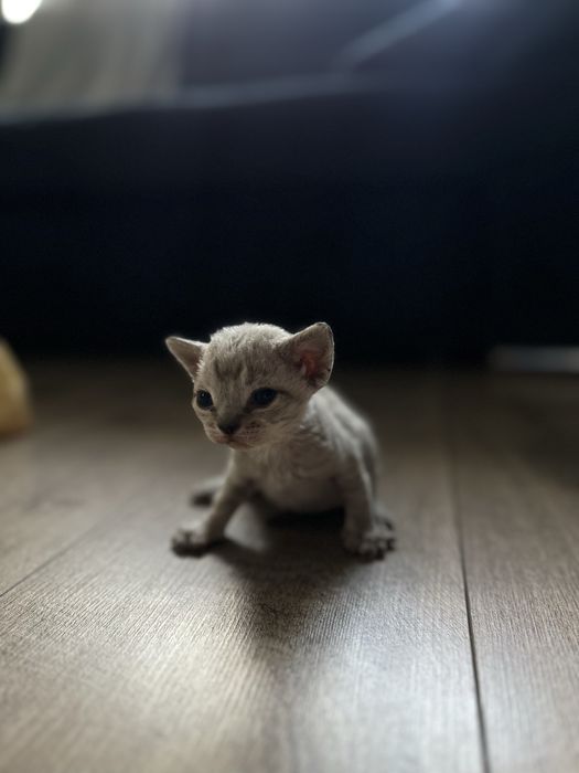 Продам котят Девон Рекс