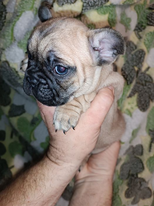 Французики хлопчики та дівчатка різних кольорів