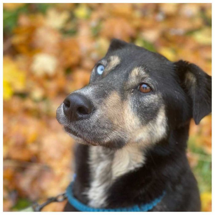 Молодая ласковая собака Грета